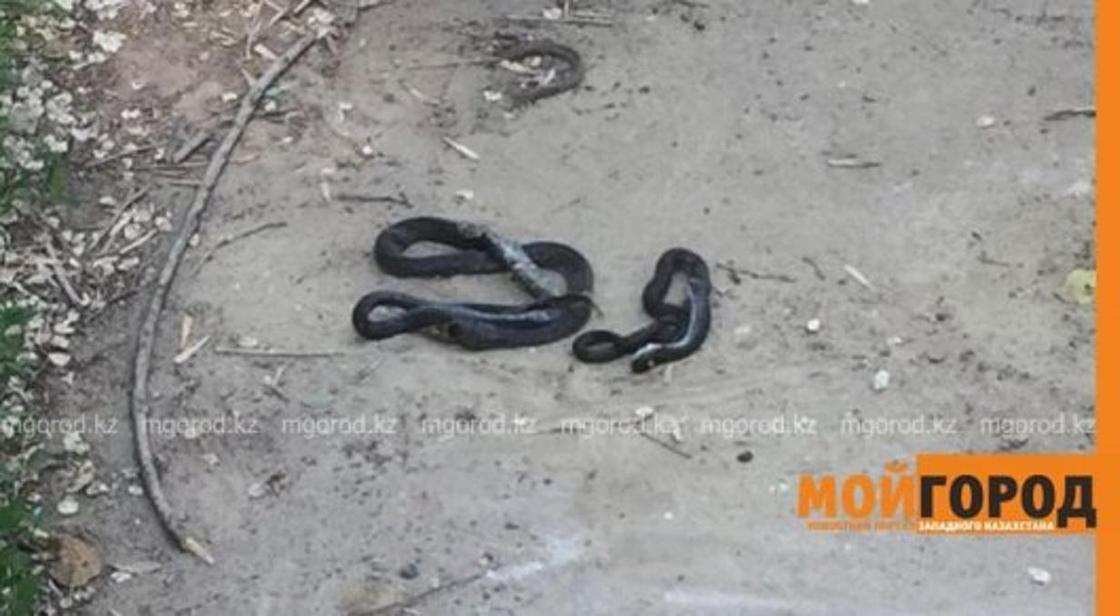 «Страшно за детей»: жители Уральска пожаловались на нашествие змей (фото, видео)