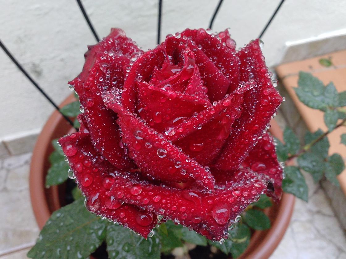 Красная роза в горшке