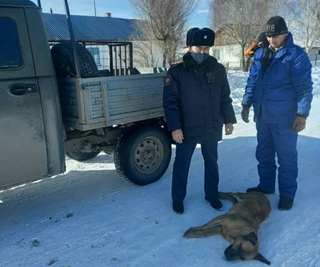 Отлов собак в Алматинской области