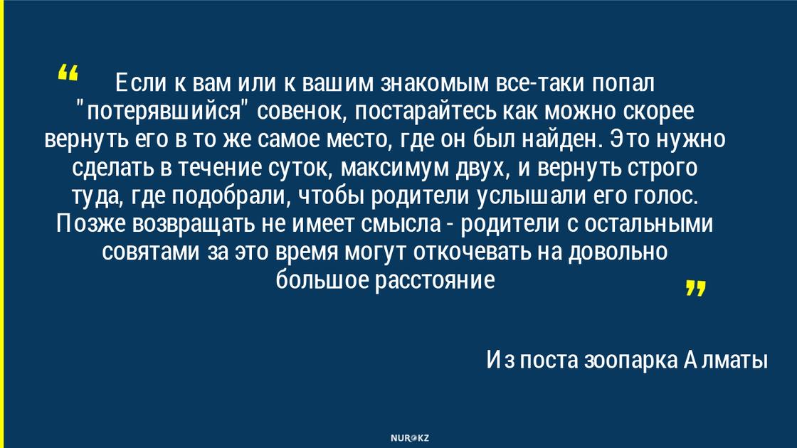 Алматинцев попросили не забирать домой потерявшихся совят