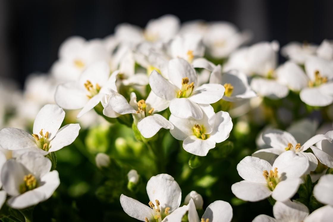 Белые цветы алиссума