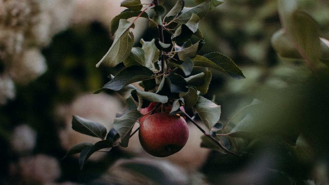 Болезни яблонь: описание с фото, методы борьбы