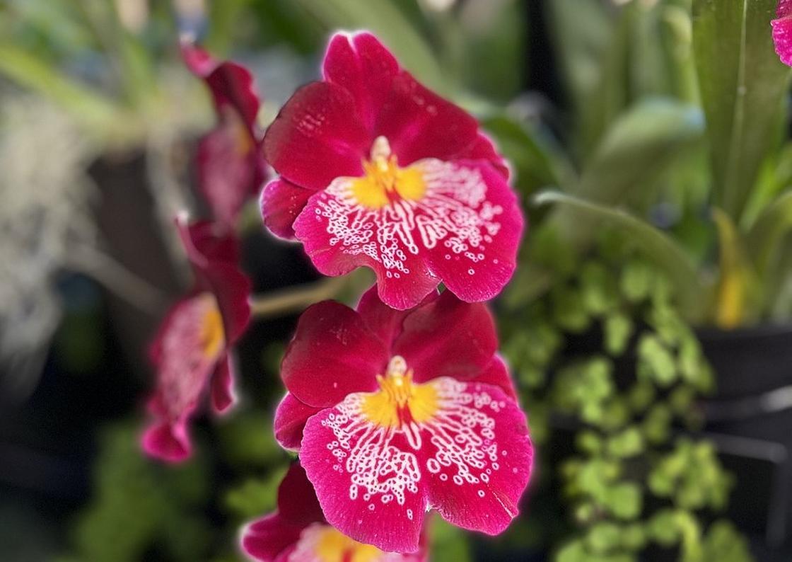 Орхидея мильтониопсис