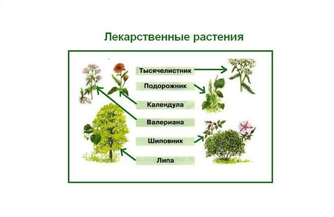 Какие части растения использует человек. Части лекарственных растений. Лекарственные растения схема. Растения которые используются в медицине. Лекарственные травы 2 класс окружающий мир.