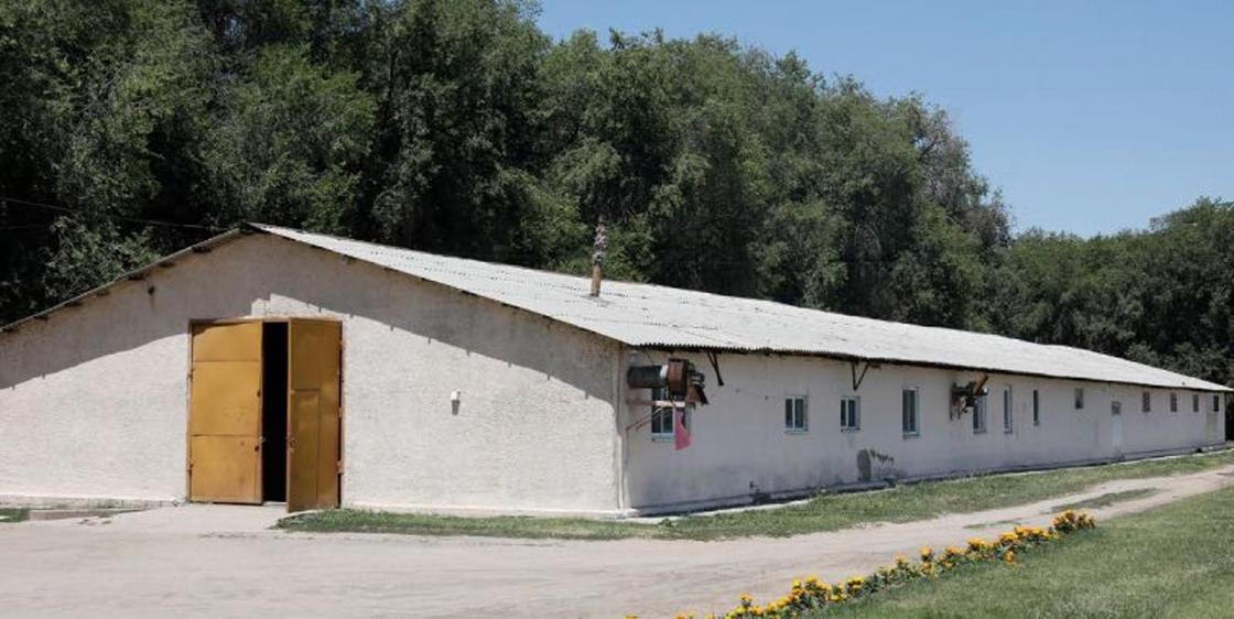 "Устала": Госслужащая из Москвы переехала в Казахстан и живет на ферме
