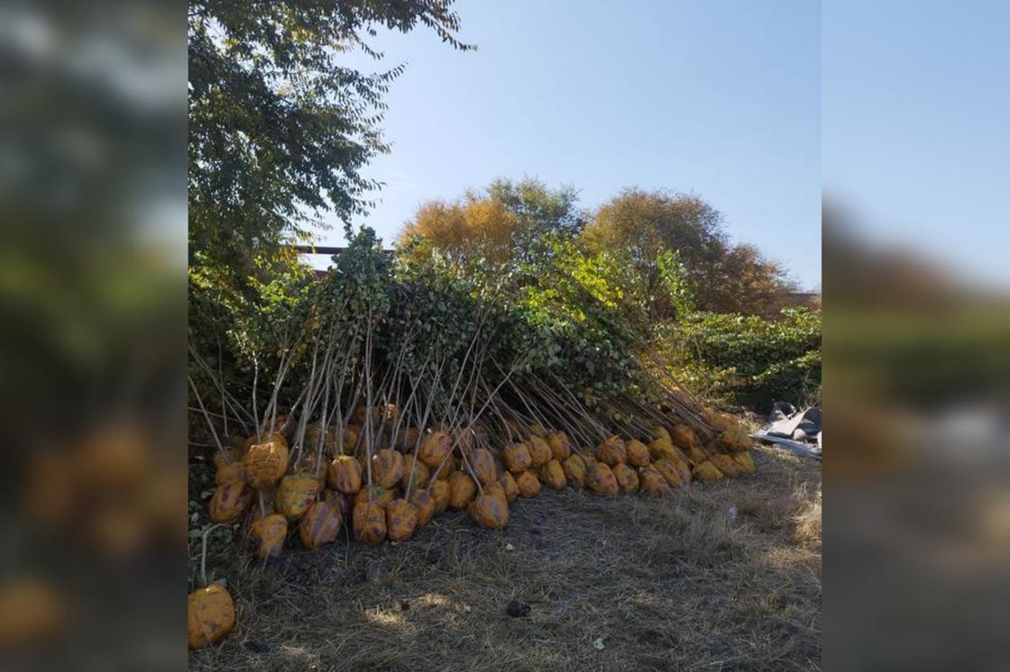 Посадка зеленых насаждений в Караганде