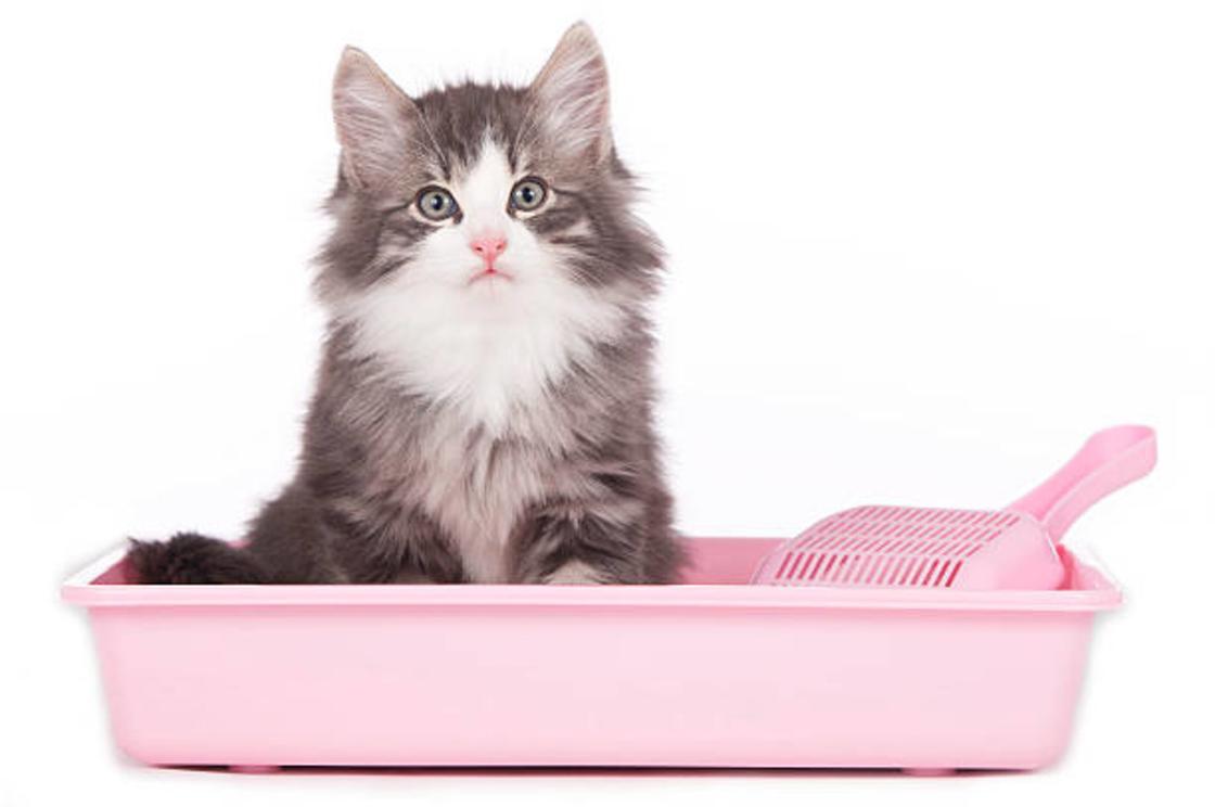 Серый пушистый котенок сидит в лотке розового цвета с совком