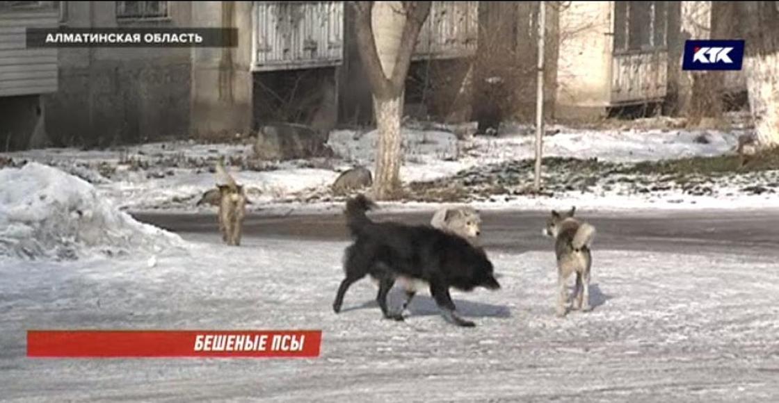 11 жителей Талгара за неделю стали жертвами нападения бродячих собак