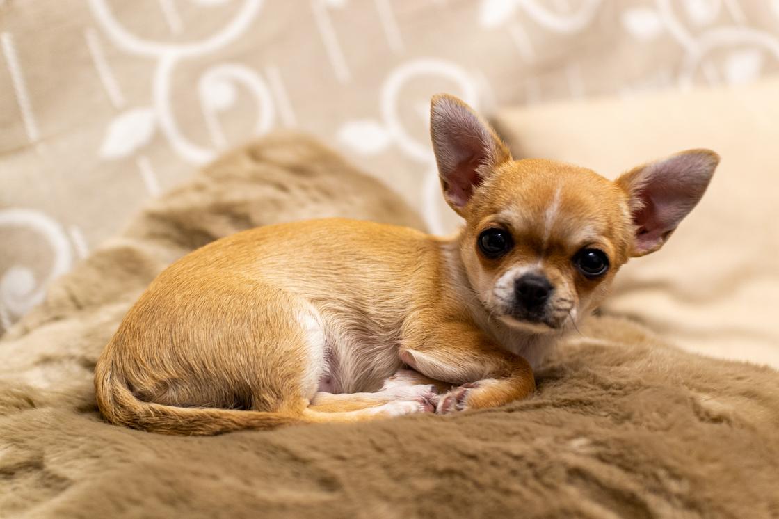 Чихуахуа — самая маленькая порода собак