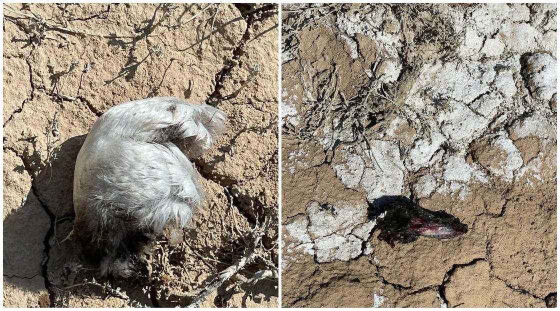 Мертвые птицы в Карагандинской области