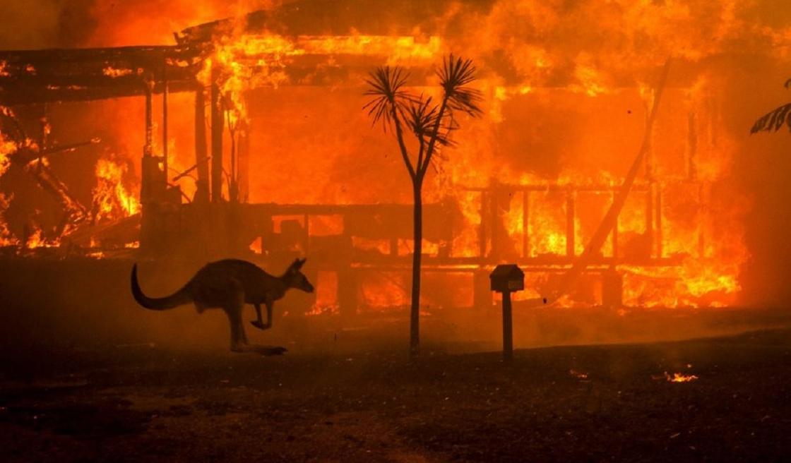 Около 500 млн животных погибло в лесных пожарах Австралии