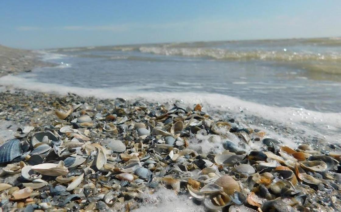 Мертвых моллюсков обнаружили на берегу Урала