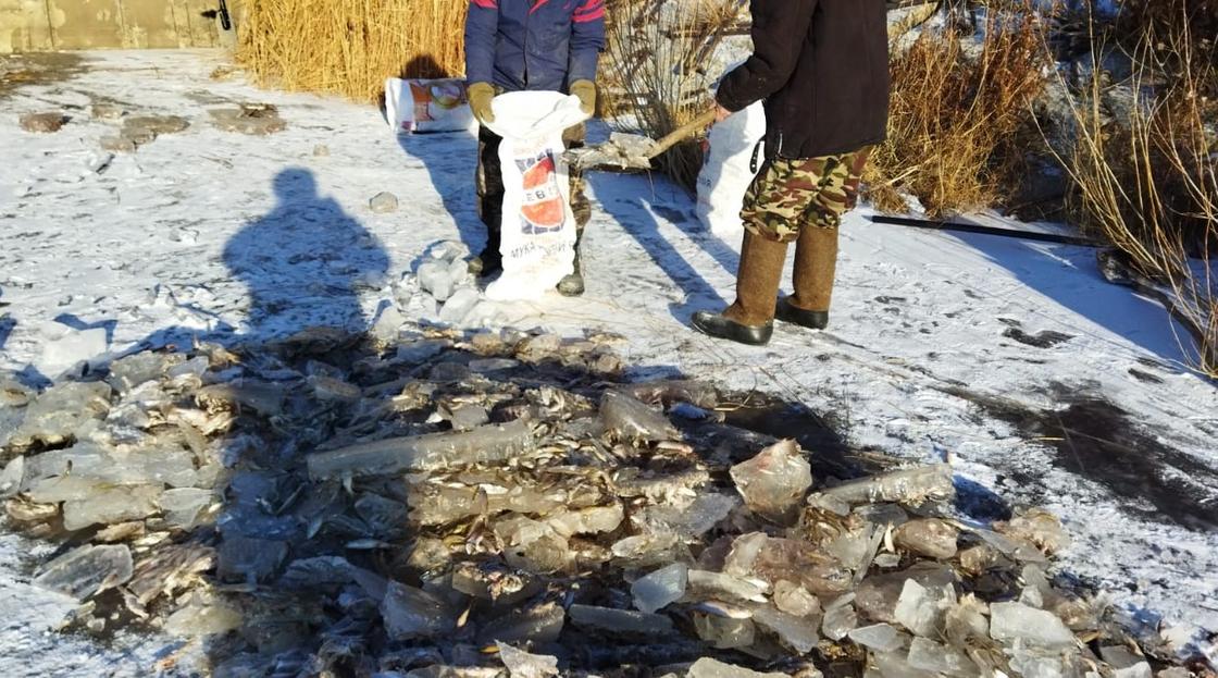 Мертвая рыба с кусками льда на берегу озера Желкуар