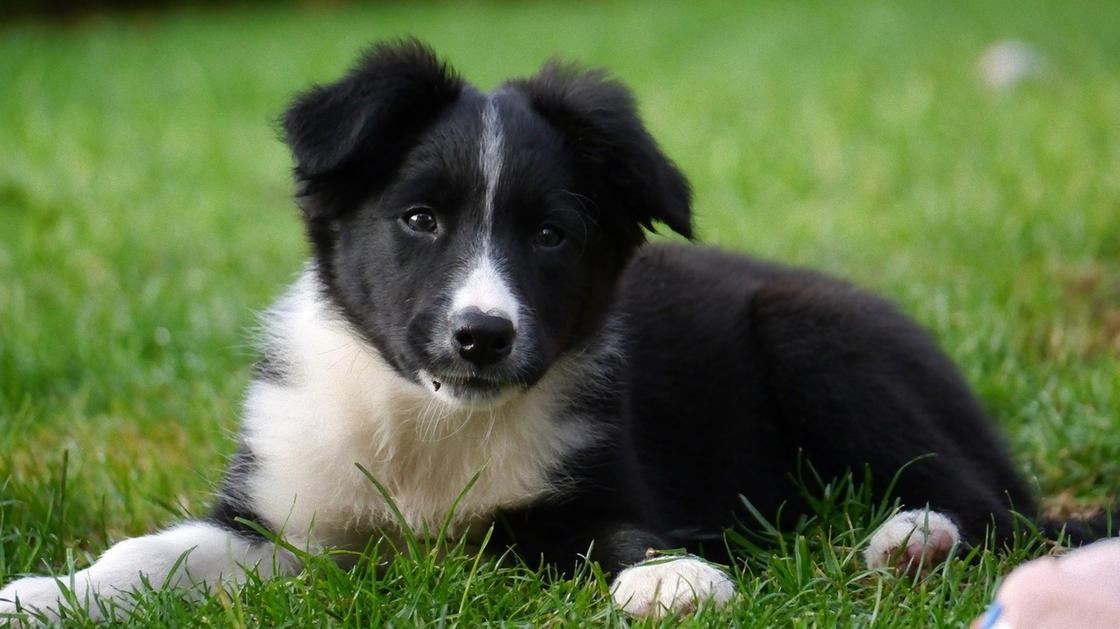 На зеленой лужайке сидит щенок бордер-колли черно-белого окраса