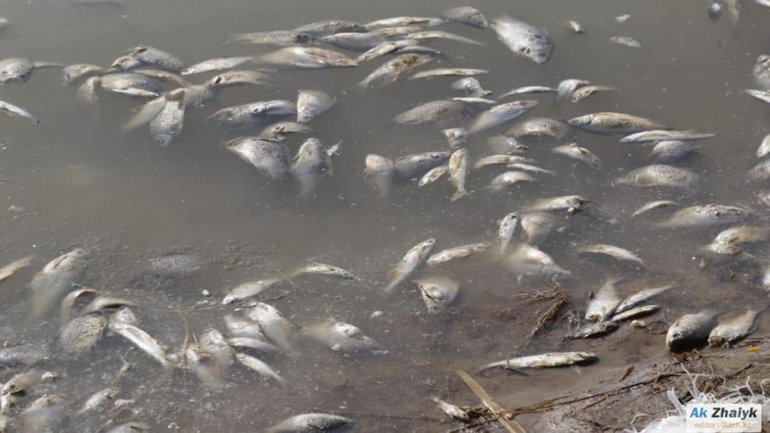 Жителям Атырау пришлось собирать мертвую рыбу на берегу Урала