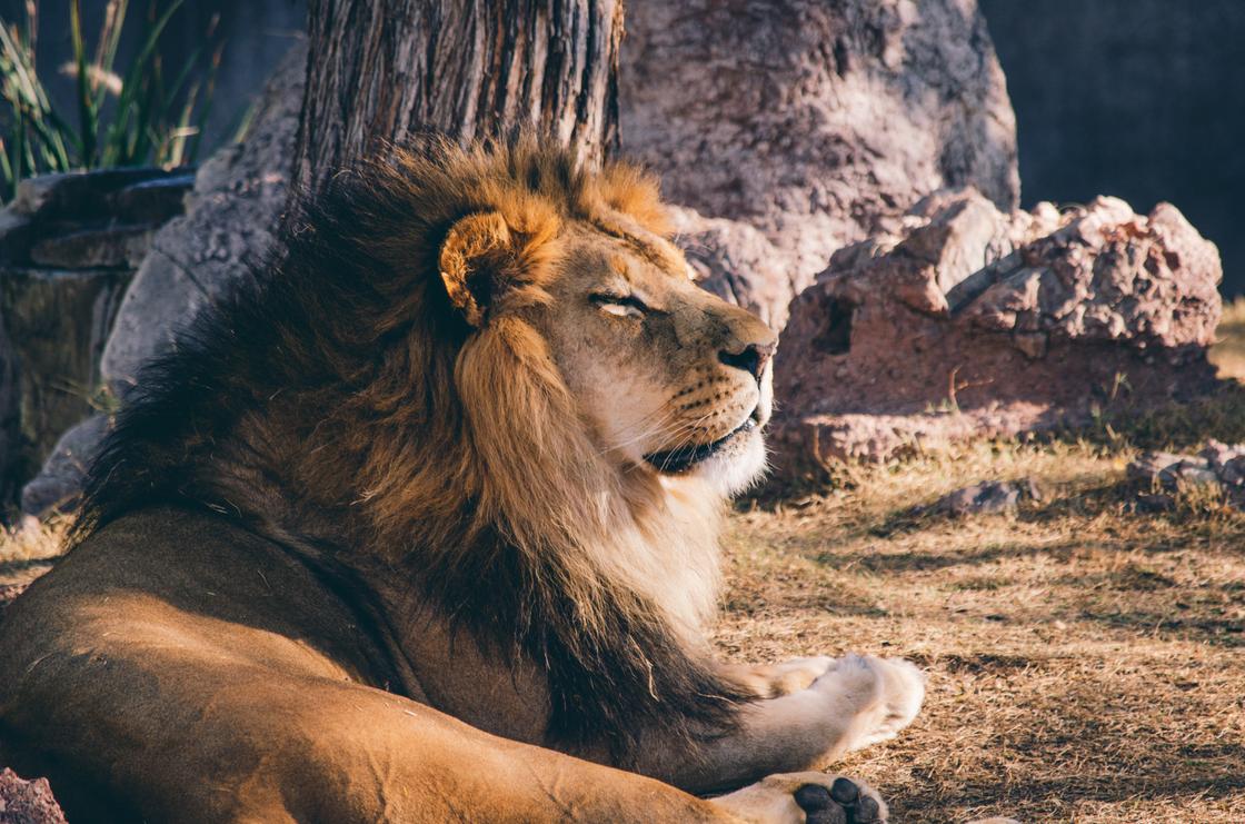 К чему снится лев: толкование по разным сонникам