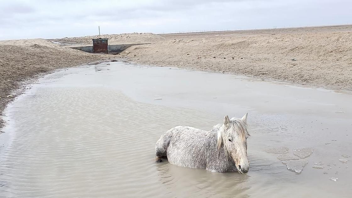 Лошадь в грязной воде