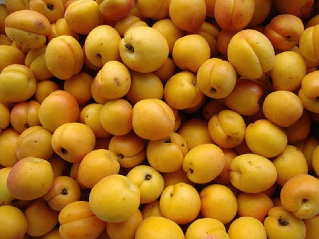 Оптимальная зрелость абрикосов для компота