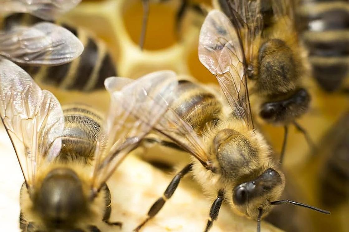 К чему снятся пчелы: толкование по разным сонникам