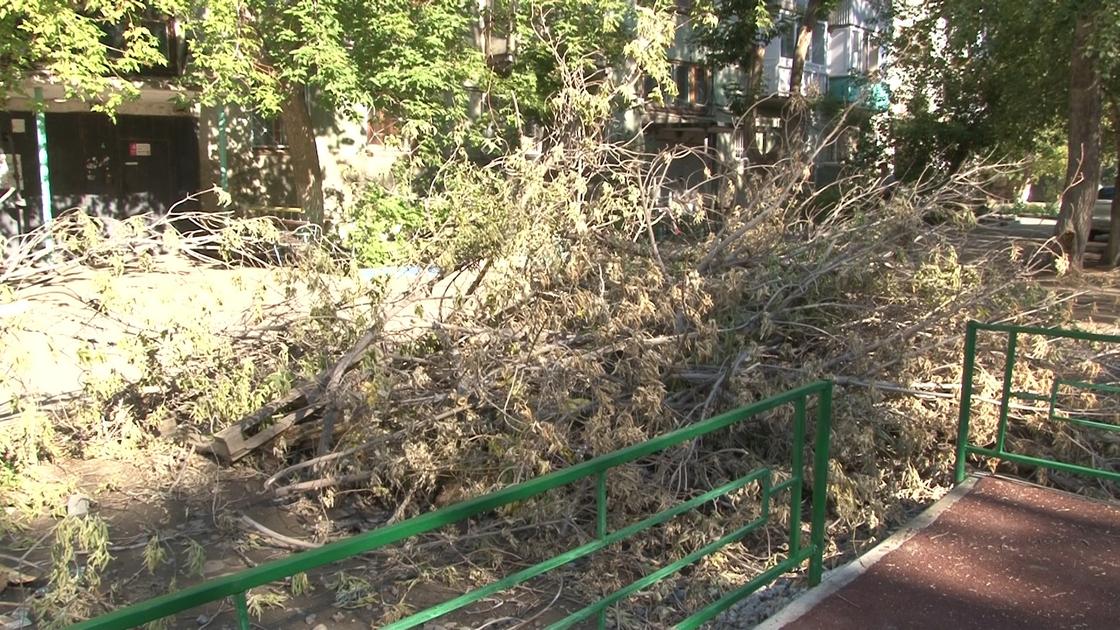 Ветки, отломившиеся от дерева во дворе дома в Павлодаре
