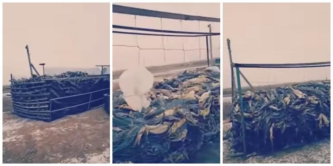 Массовая гибель рыбы: около 40 тыс. осетров погибли в пригороде Атырау (видео)