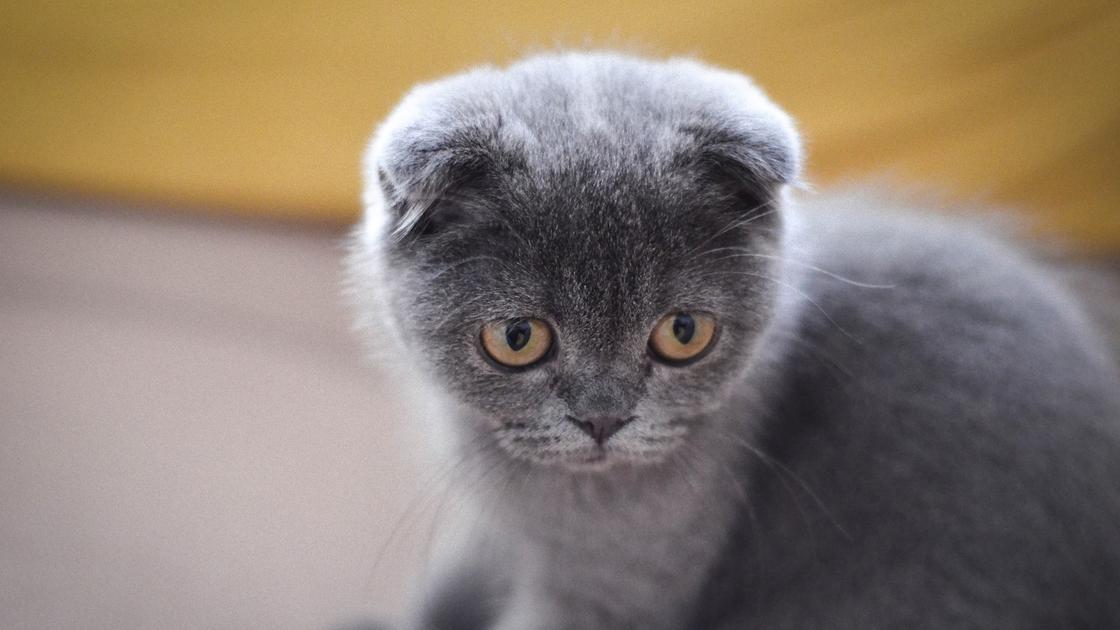 Серый пушистый котенок с завернутыми ушами сидит и смотрит вниз