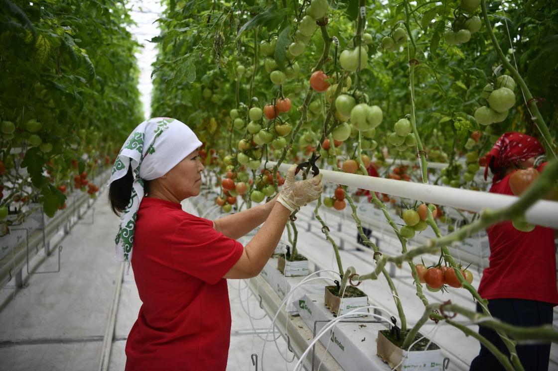 Женщина собирает помидоры