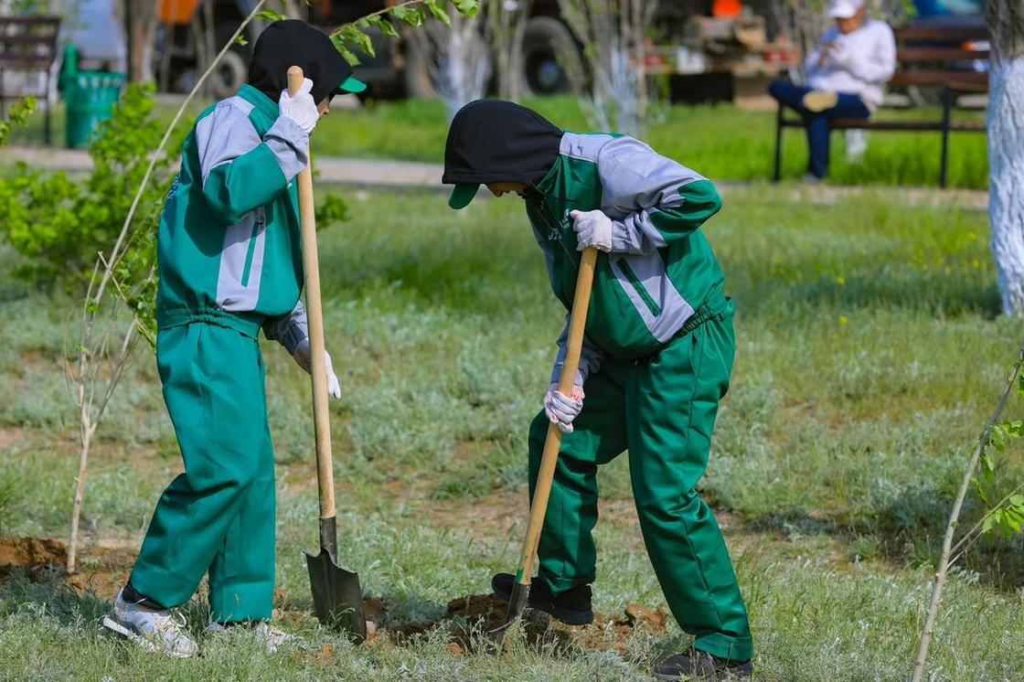 Посадка деревьев