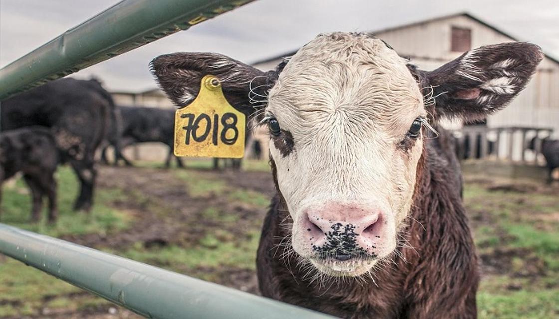Странная болезнь поразила практически всех коров в селе СКО