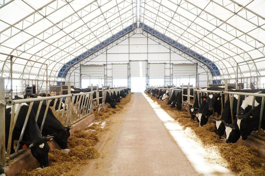 Молочная ферма