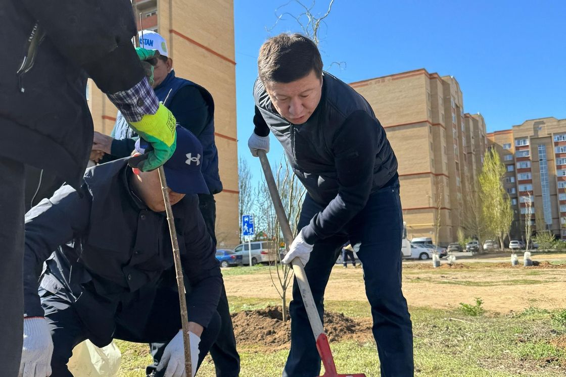 Тал көшеттерін отырғызу сәті