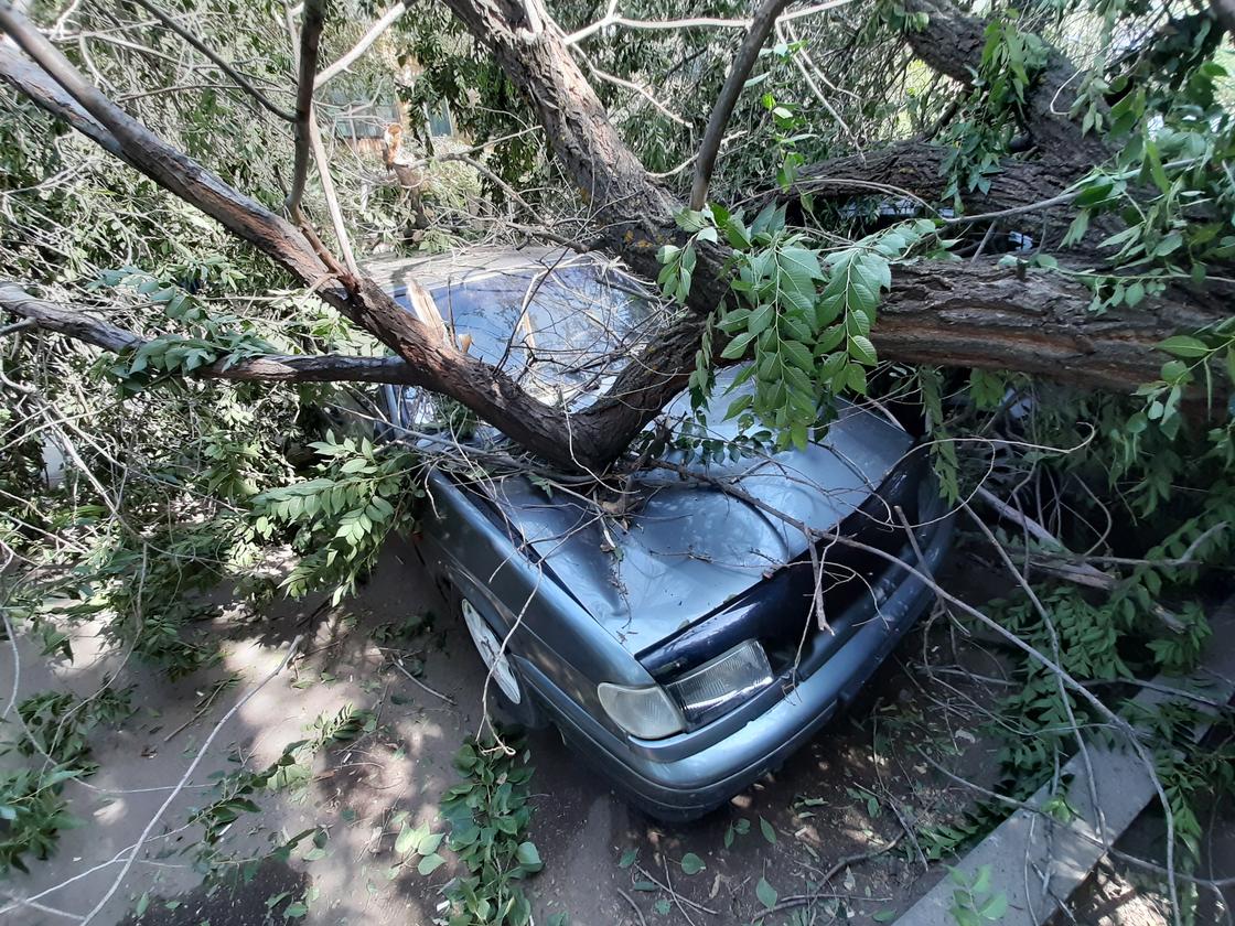 Деревья упали на детскую площадку и повредили два авто в Уральске (фото)