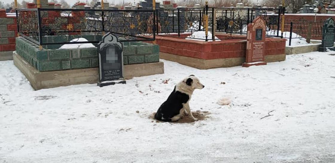 Собака сидит у могилы хозяина в Алматинской области
