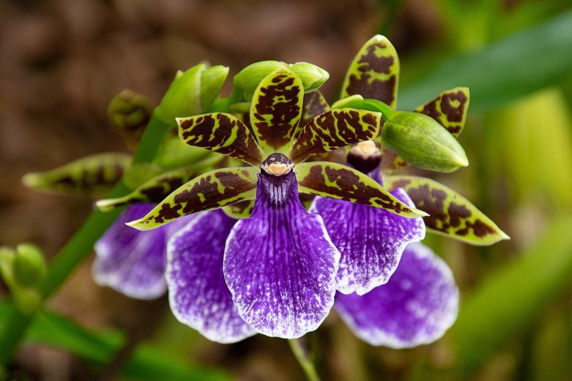 Орхидея с фиолетовыми полосками и коричневыми крапинками