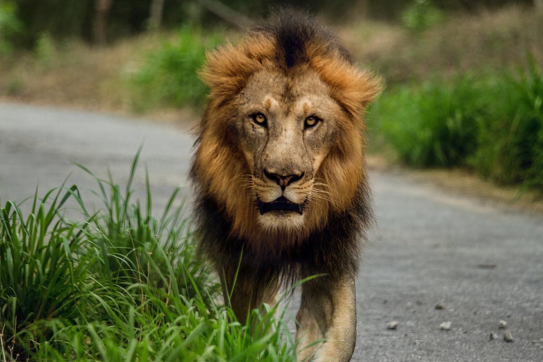 К чему снится лев: толкование по разным сонникам