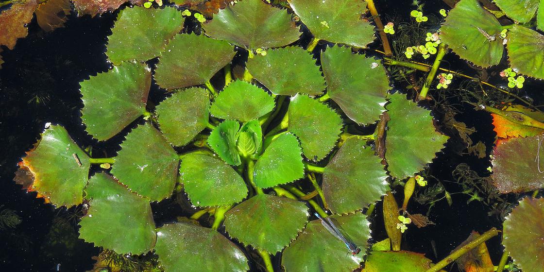 Листья водяного ореха плавают на поверхности водоема