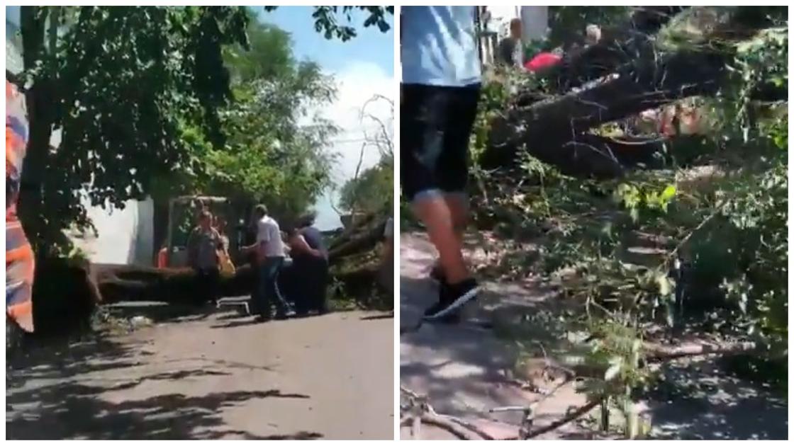 Женщину с пятью детьми придавило деревом в Алматы: есть пострадавшие (видео)