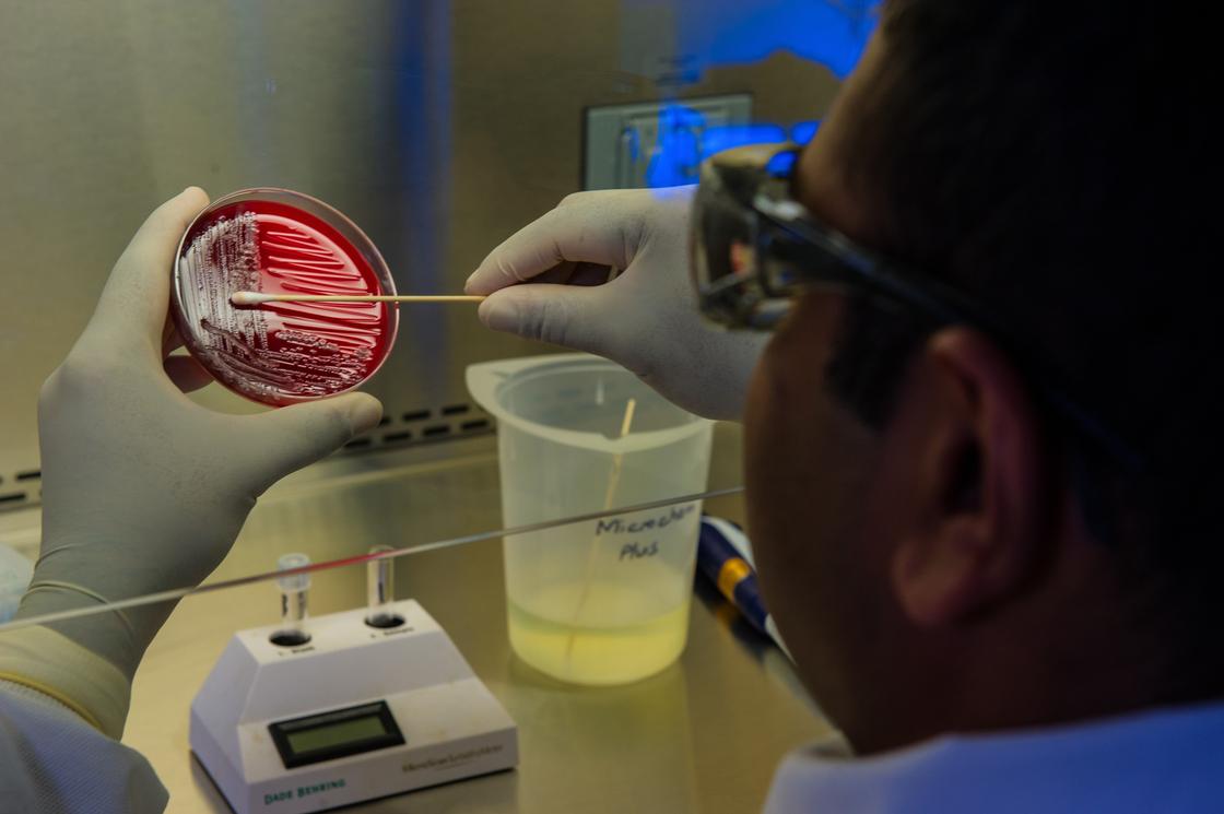 Лаборант готовит бактерии к анализу