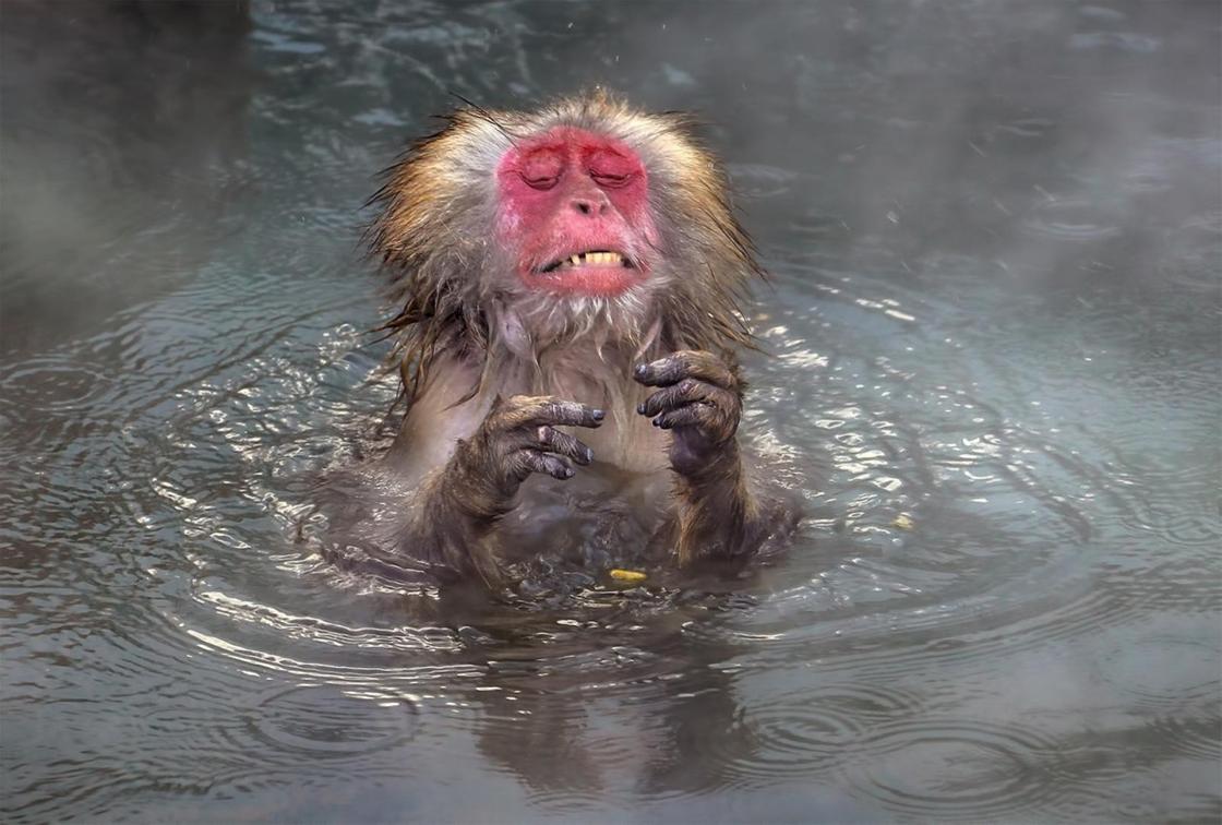 обезьяна в воде