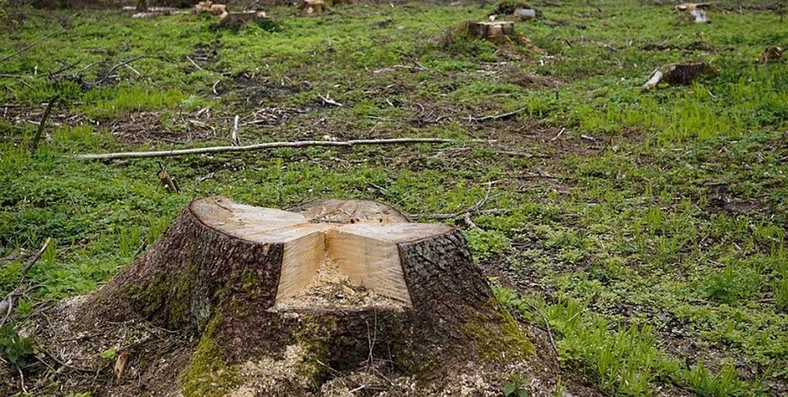 Алматинцы пожаловались на вырубку более 2 тыс. деревьев в Бутаковском ущелье