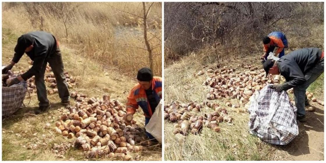 Выброшенные пасхальные куличи собрали на корм животным в Павлодарской области