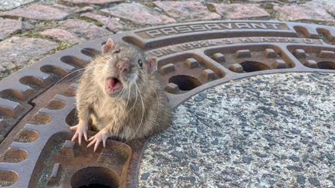 В Германии пожарные спасли толстую крысу, застрявшую в канализационном люке
