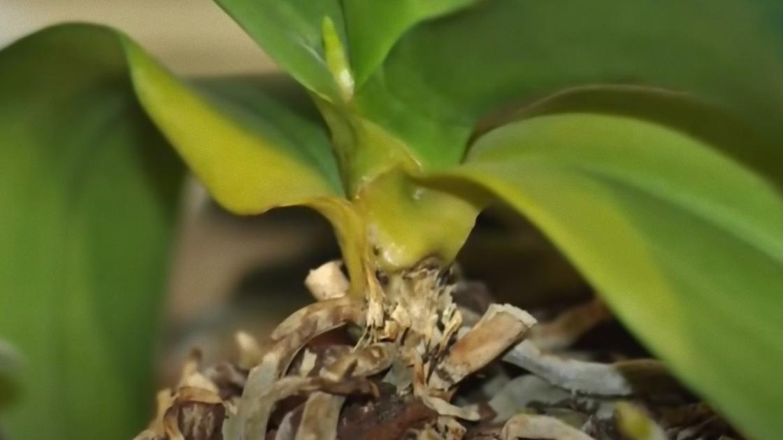 Куст орхидеи с корнями