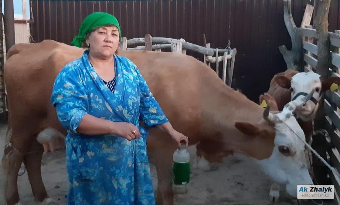 Неуязвимые клещи становятся причиной гибели скота в Атырауской области
