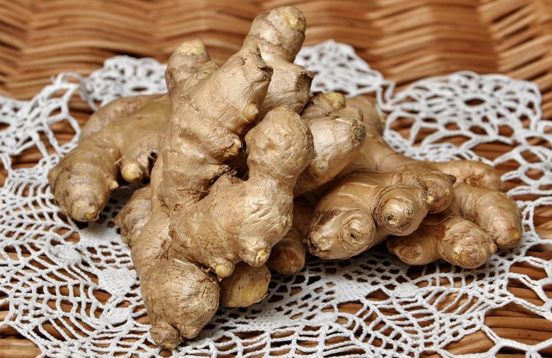 Корни растения Корни растения