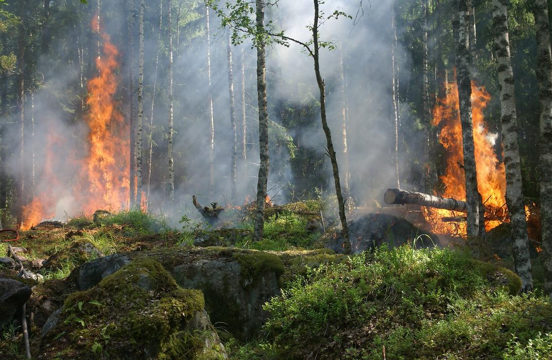 Лес горит в Павлодарской области