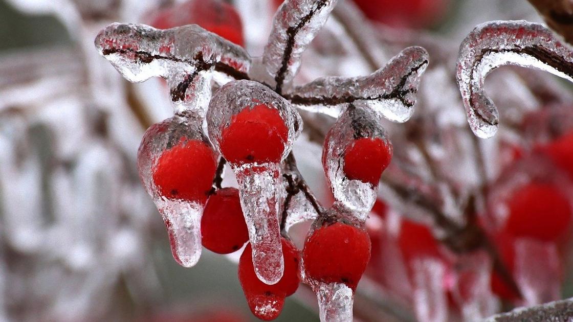 Плоды рябины под снегом и льдом Плоды рябины под снегом и льдом