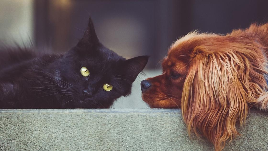 Черная кошка и рыжая мохнатая собака лежат друг напротив друга