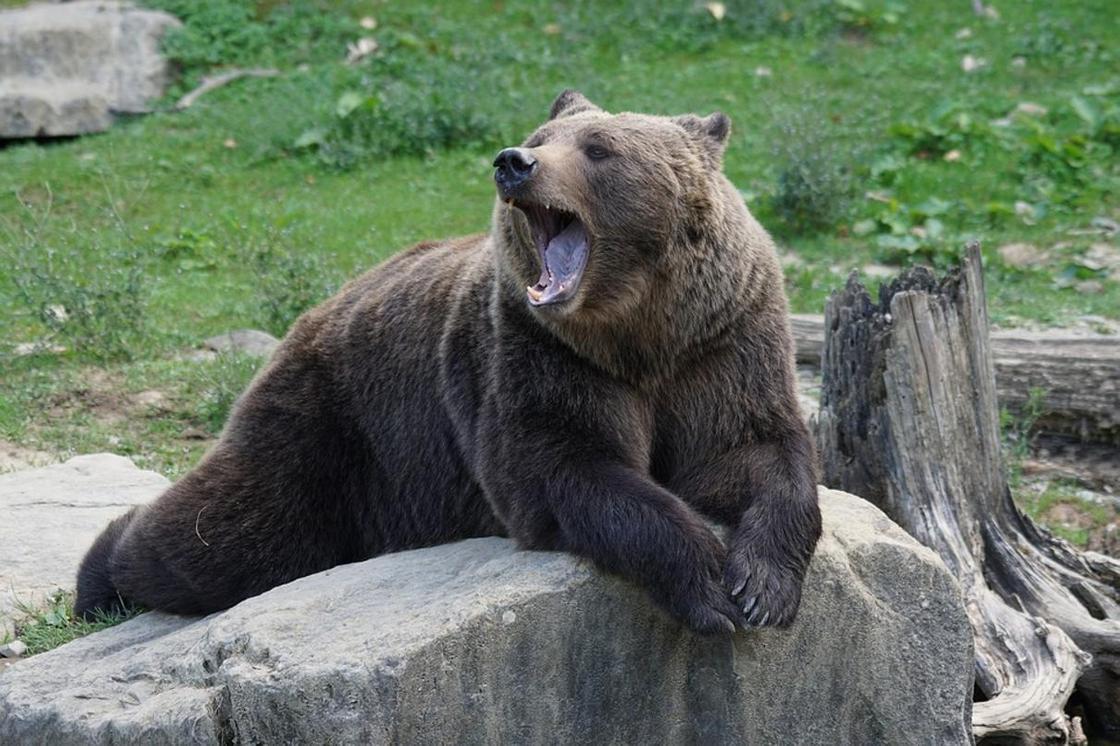 Бурый медведь: фото, описание, образ жизни, ареал обитания