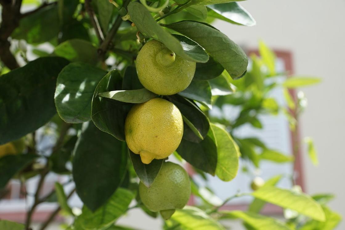 На дереве растут лимоны
